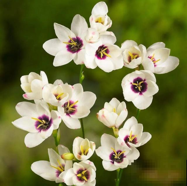 2块钱一盆的花,竟然开出一大片,谁不买亏大了! 2块钱一盆的花,竟然开出一大片,谁不买亏大了!