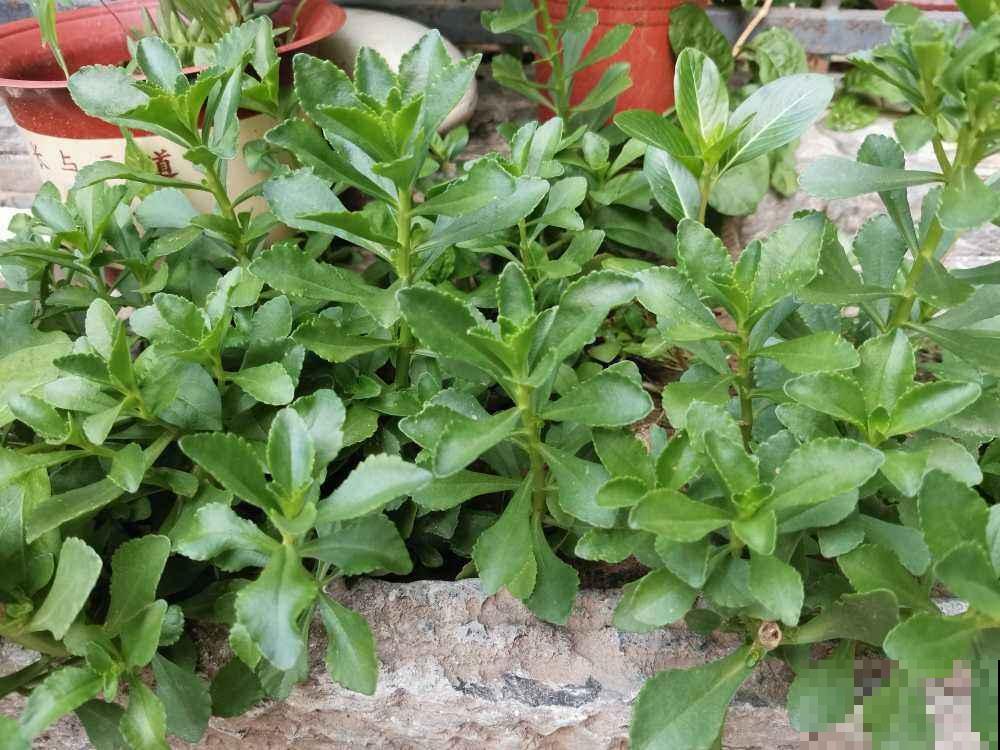 养花的老物件，拿回家养花正好，养花必备