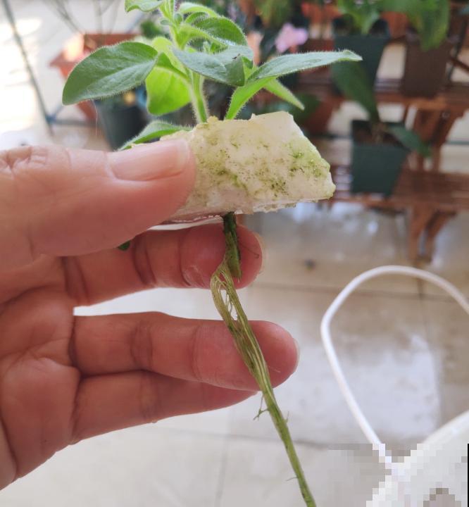 扦插百试百灵的小妙招，不信你也试试，3~5天就生根！