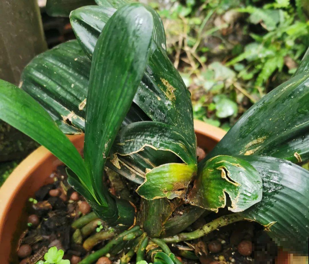 10种花,夏天怕淋雨,下雨赶紧搬进屋! 10种花,夏天怕淋雨,下雨赶紧搬进屋!