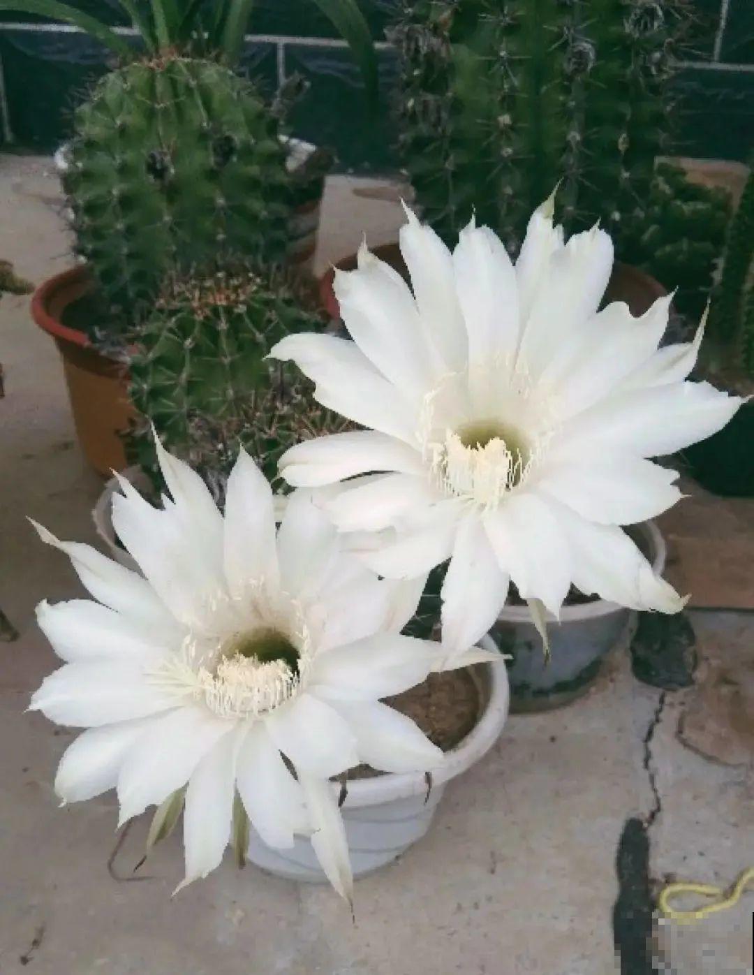 荷花明明美上天，为啥不能在家养？