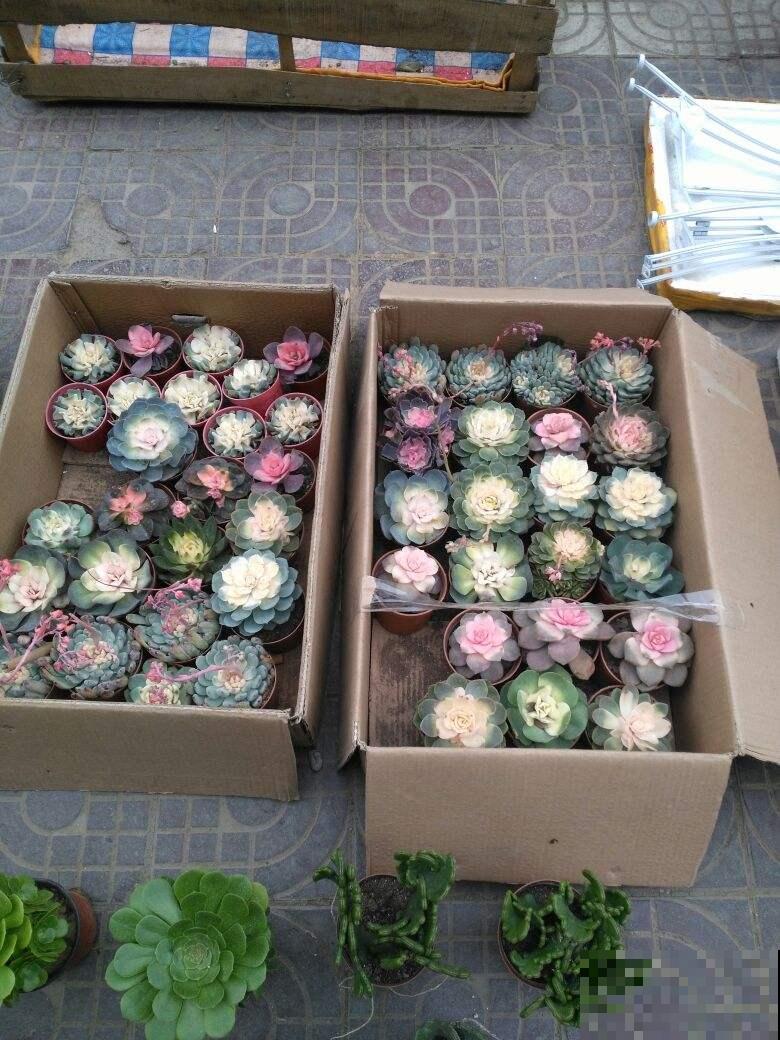 多肉市场上的骗局,赶紧记住,遇见了少上当 多肉市场上的骗局,赶紧记住,遇见了少上当