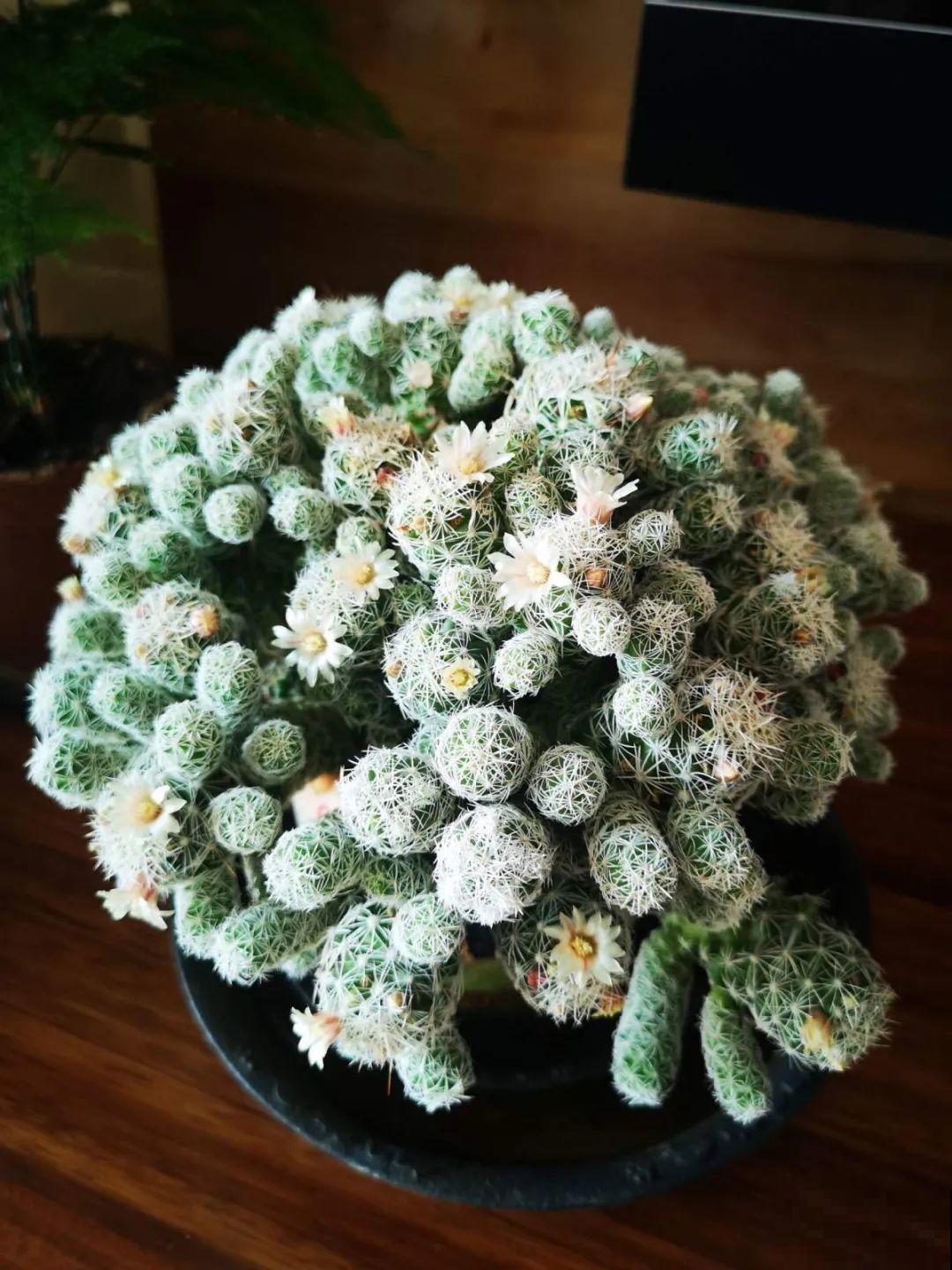 这花3年没浇水，却疯长得把盆撑爆，懒人福利啊！