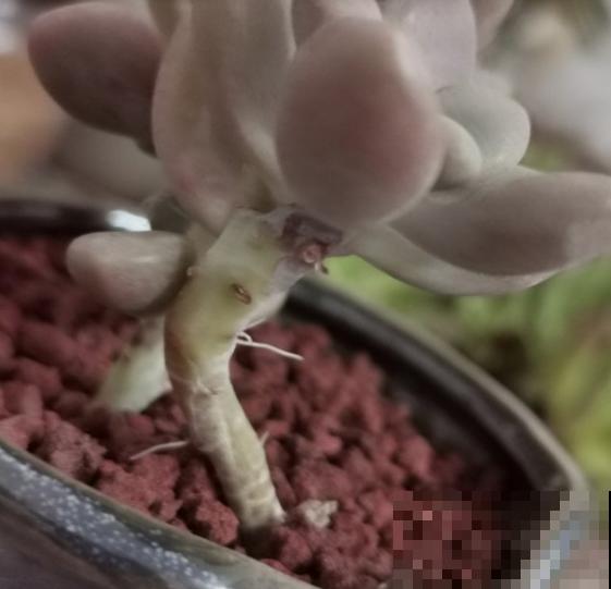 这个时节多肉长气根了,一定要注意了,不然等着收空盆吧! 这个时节多肉长气根了,一定要注意了,不然等着收空盆吧!