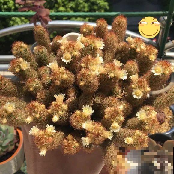 这花3年没浇水，却疯长得把盆撑爆，懒人福利啊！