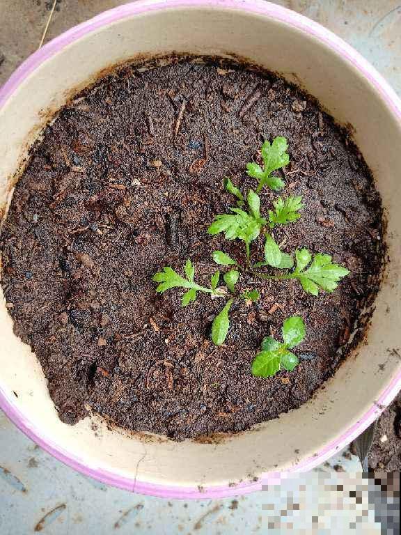 养花用这种土,花都“憋死了”,赶紧换盆 养花用这种土,花都“憋死了”,赶紧换盆