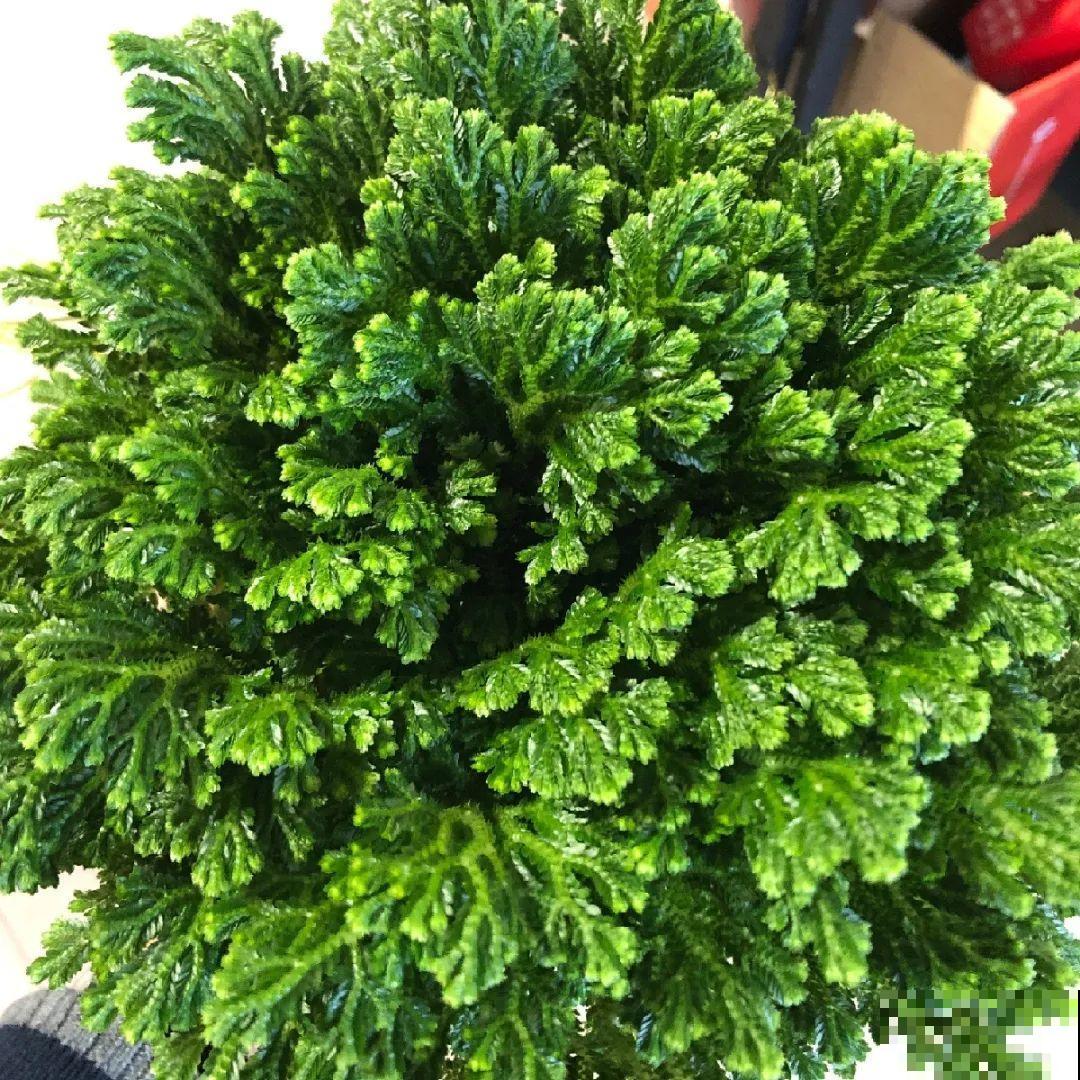 神奇的卷柏，可以起死回生，喷点水就复活！