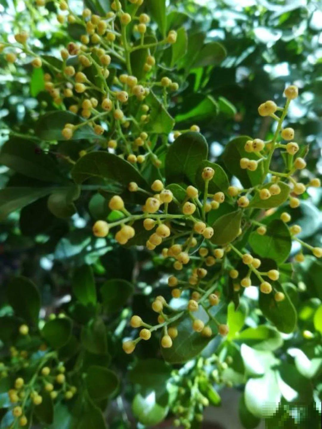 5种花,卧室不能养,离太近都不好! 5种花,卧室不能养,离太近都不好!