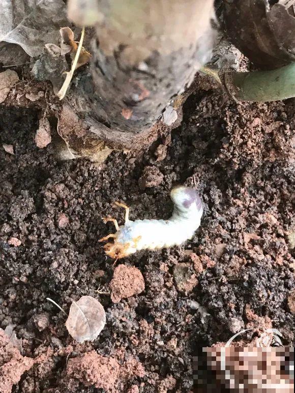 女儿辞职，回家养花，老爸说：15亩地，你负责养花，我负责蔬果！