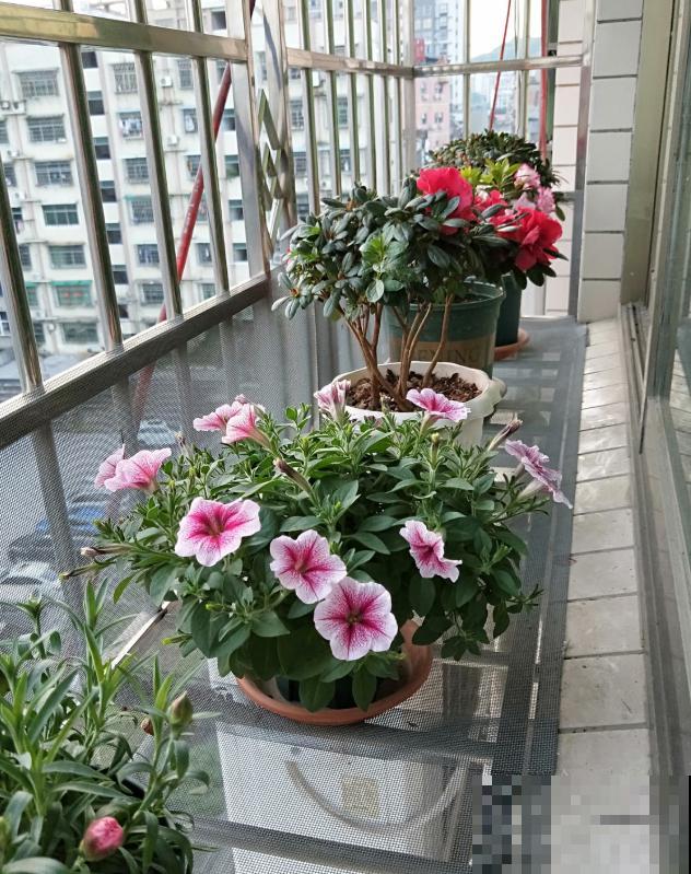 一个大男人,特别喜欢养花,这是种什么样的心态? 一个大男人,特别喜欢养花,这是种什么样的心态?