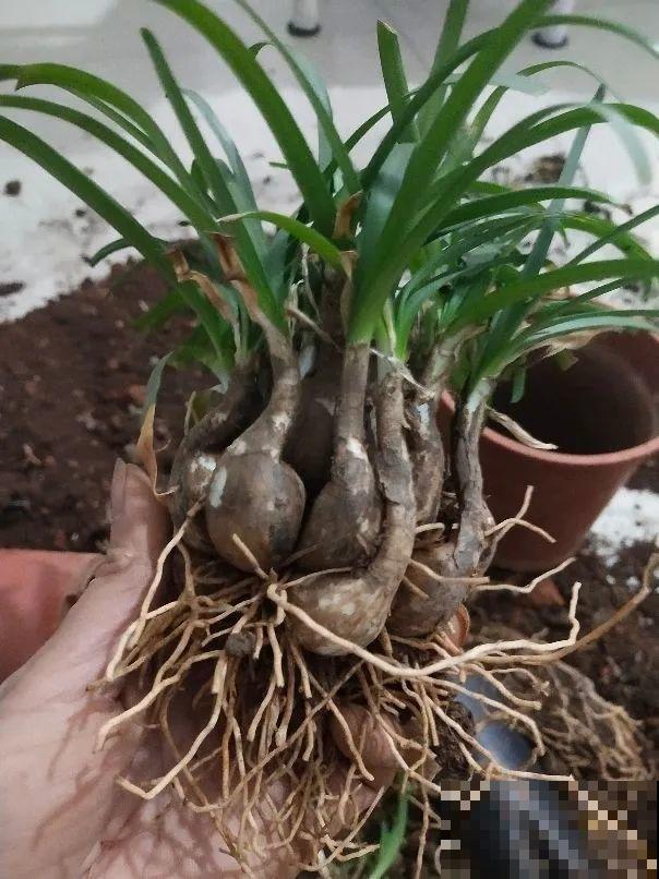 10种花,不怕风吹雨淋,不怕暴晒干旱,四季爆开花,堪称花坚强! 10种花,不怕风吹雨淋,不怕暴晒干旱,四季爆开花,堪称花坚强!