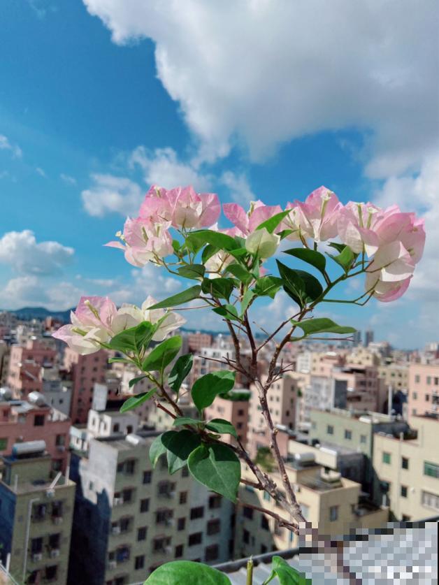 为什么手机拍出来的花,颜色总是失真?教你拍出真正好看的花! 为什么手机拍出来的花,颜色总是失真?教你拍出真正好看的花!