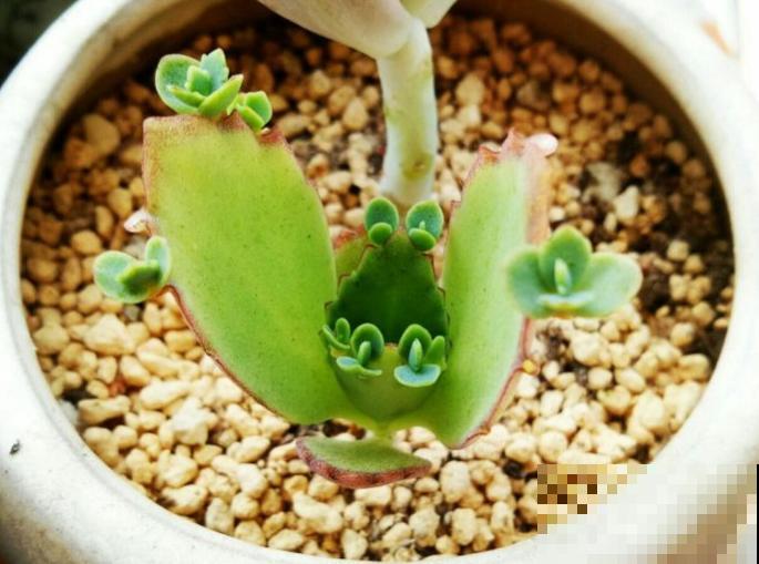 这花太能生崽,恨得用脚踩,结果越踩长得越多! 这花太能生崽,恨得用脚踩,结果越踩长得越多!