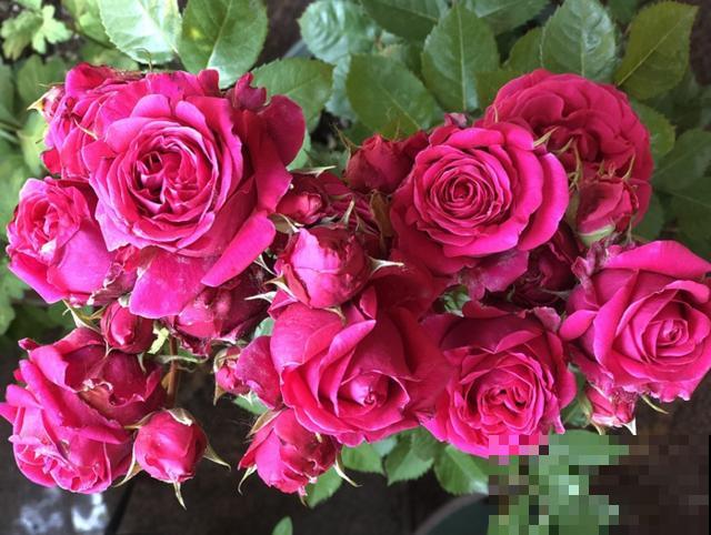 专属12星座的月季花,快看你的星座是什么月季吧! 专属12星座的月季花,快看你的星座是什么月季吧!