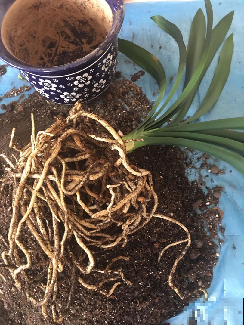 君子兰的大白根，就得喂点花生才长得更好，根系粗得像萝卜