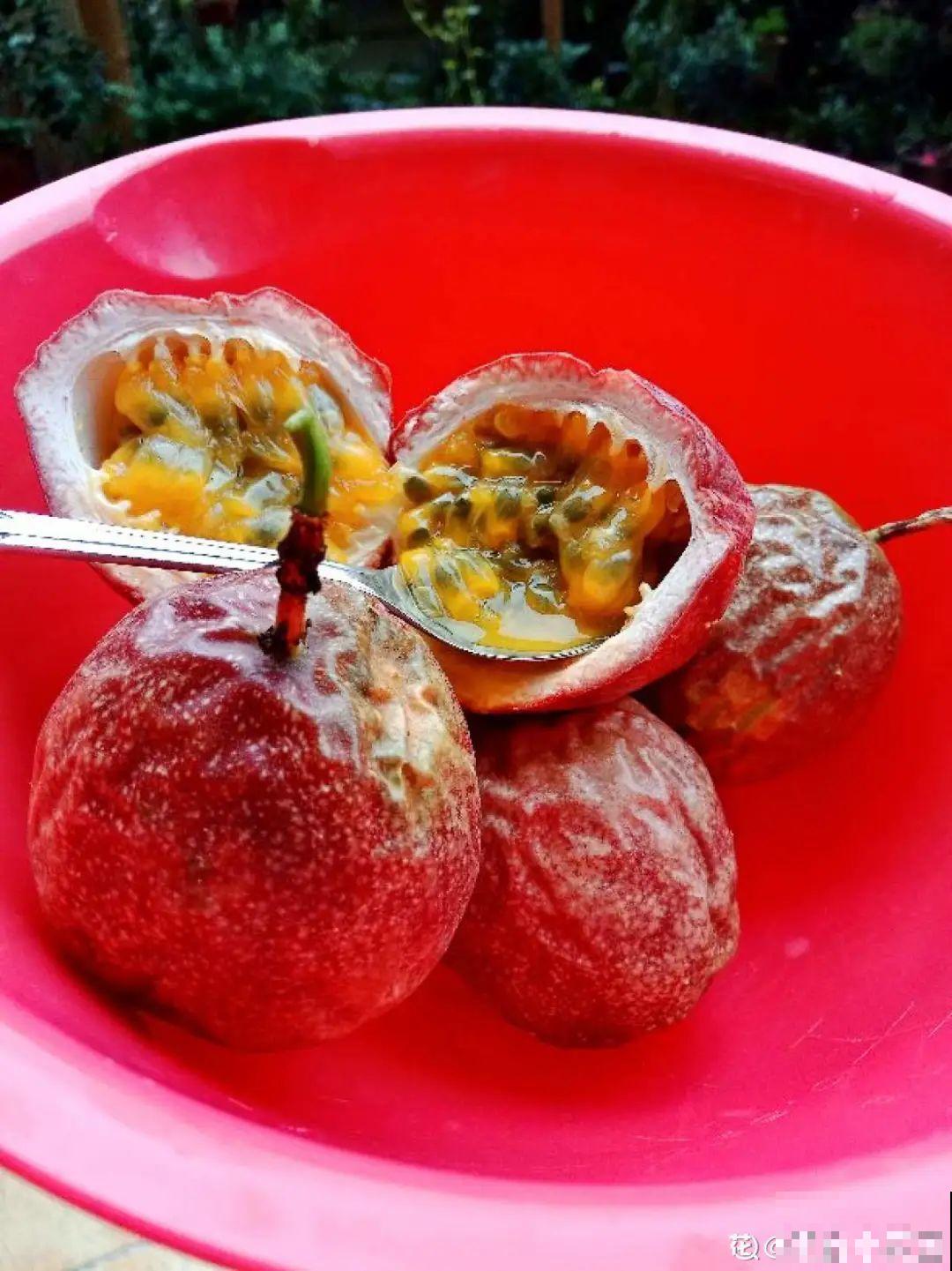 路边掐几根大粗枝,5天就生根,结果沉甸甸! 路边掐几根大粗枝,5天就生根,结果沉甸甸!