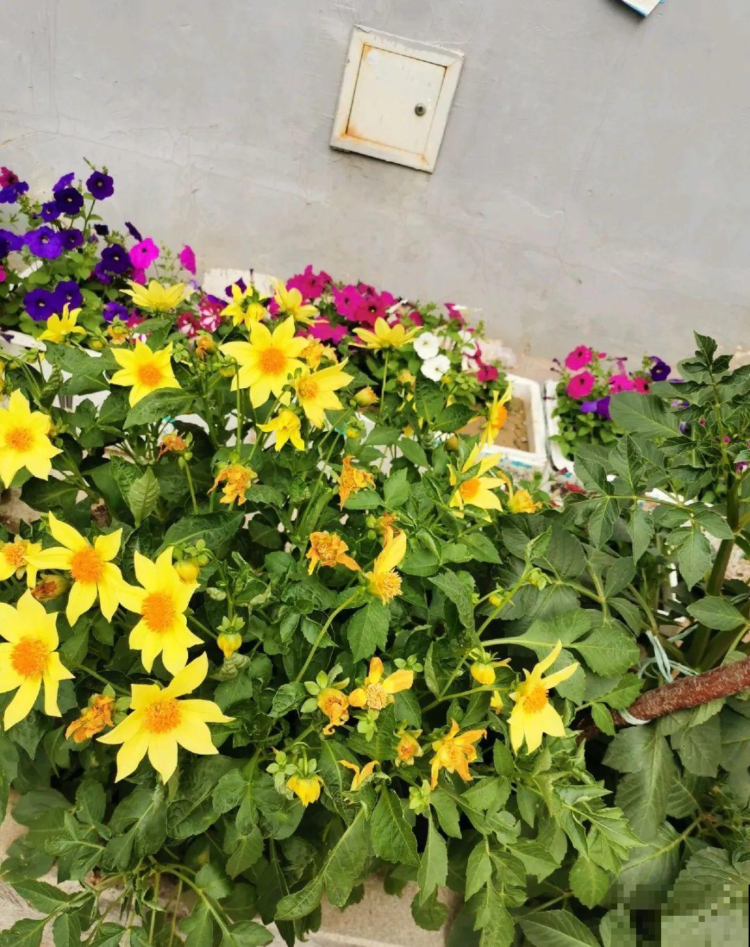 70岁老妈,一天也闲不住,院子里种满了花! 70岁老妈,一天也闲不住,院子里种满了花!