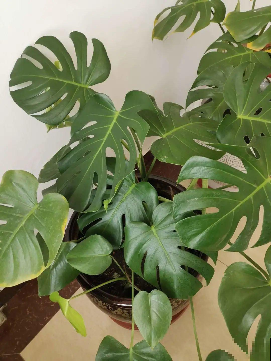 超耐阴的大叶植物，摆客厅吸废气，养一棵家里变森林！