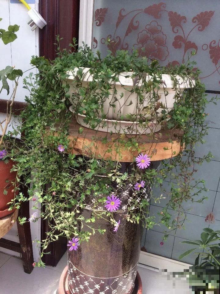 8种花是一次性的，开完就扔，别浪费时间！