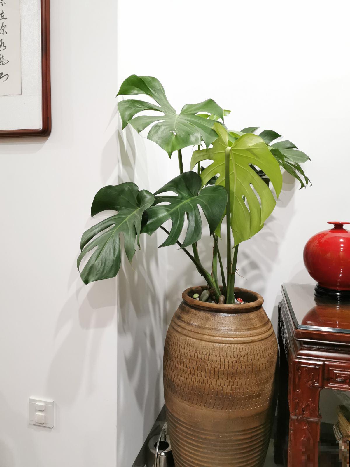 夏天屋里养盆花，好看好养，温度降低