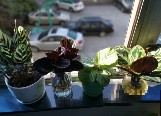 别养绿萝了,这种超级耐阴王,叶子比油画还美! 别养绿萝了,这种超级耐阴王,叶子比油画还美!