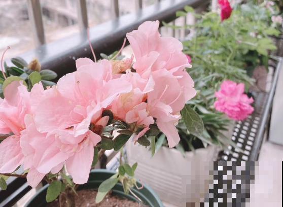 3种花要贱养，盆越小、开花越多，放大盆里容易死！