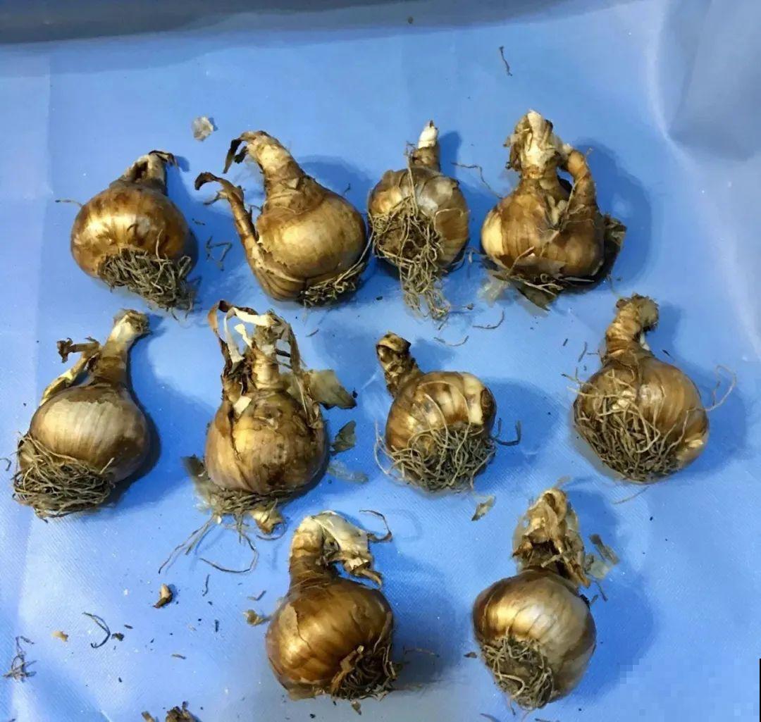 家里养盆“小铃铛”,开花洁白素雅,还超耐寒 家里养盆“小铃铛”,开花洁白素雅,还超耐寒