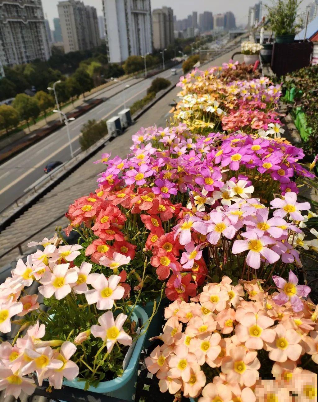 小阳台就养盆酢浆草,开花又爆又好看,多到家里堆不下 小阳台就养盆酢浆草,开花又爆又好看,多到家里堆不下