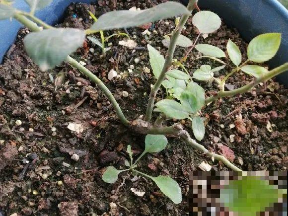 花盆长出这4种东西，别犹豫，赶紧换土