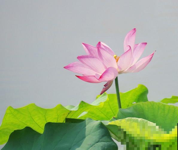 这花有20多个名字，多数人却只知道2个，看完长见识！
