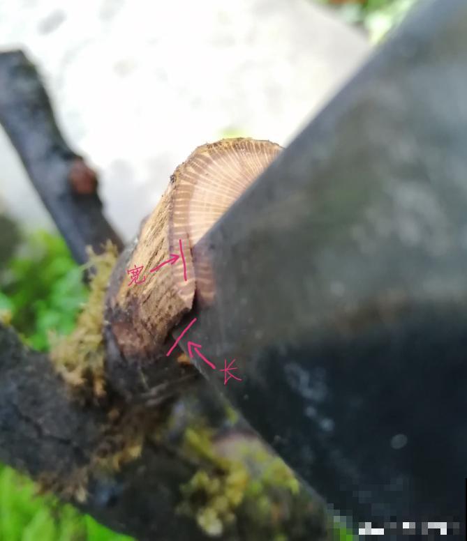 别再扦插啦，教你月季嫁接法，好活10倍不止！
