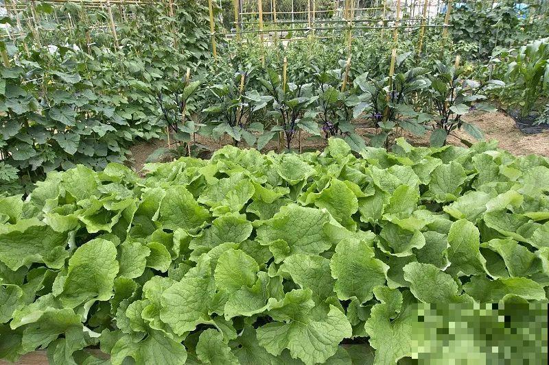 菜园就是花园，这才是养花、种菜的最高境界！