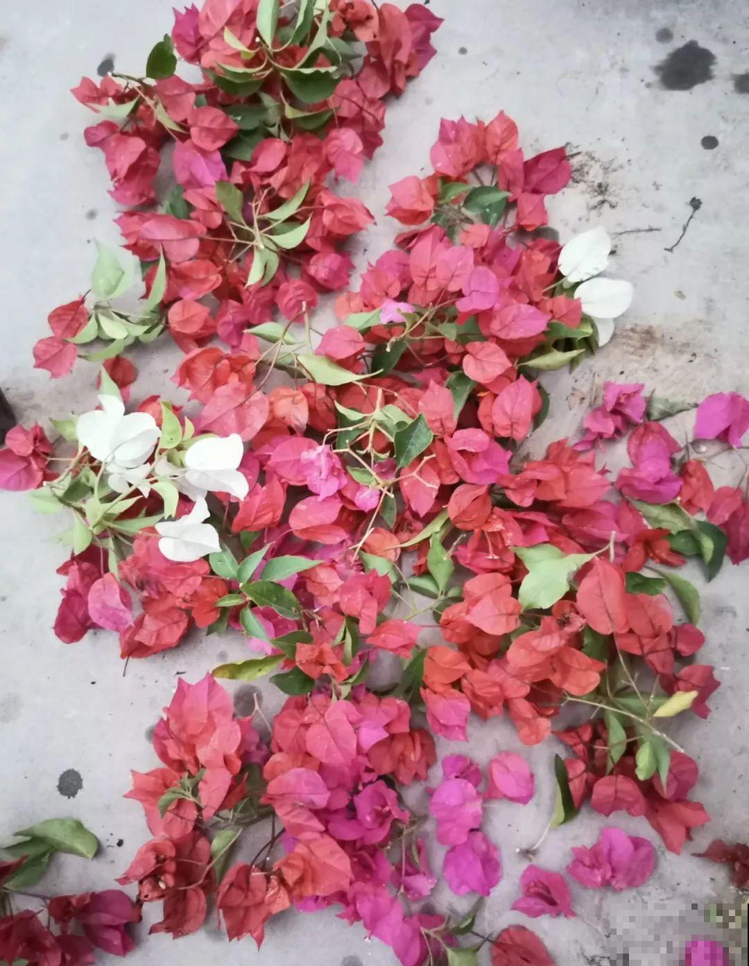 不用施肥打药,这花旱它几个月,疯狂爆花! 不用施肥打药,这花旱它几个月,疯狂爆花!