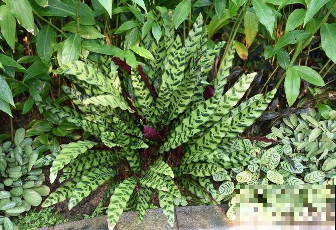 别养绿萝了,这种超级耐阴王,叶子比油画还美! 别养绿萝了,这种超级耐阴王,叶子比油画还美!