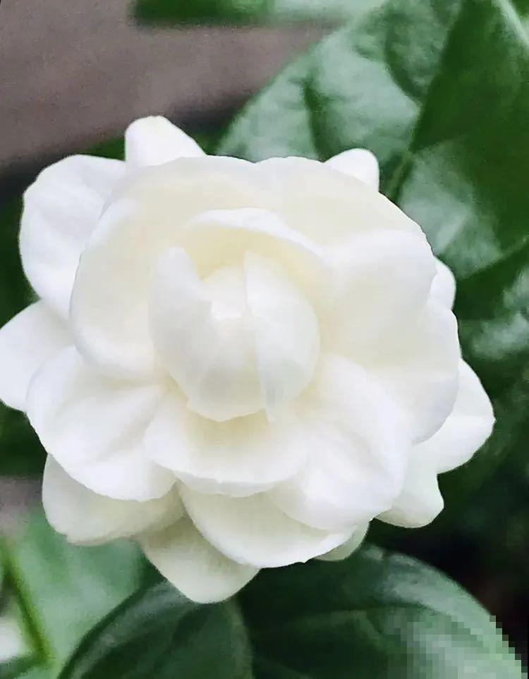 栀子、茉莉原来有5个品种,一个比一个香,叶子带花纹的更值钱! 栀子、茉莉原来有5个品种,一个比一个香,叶子带花纹的更值钱!