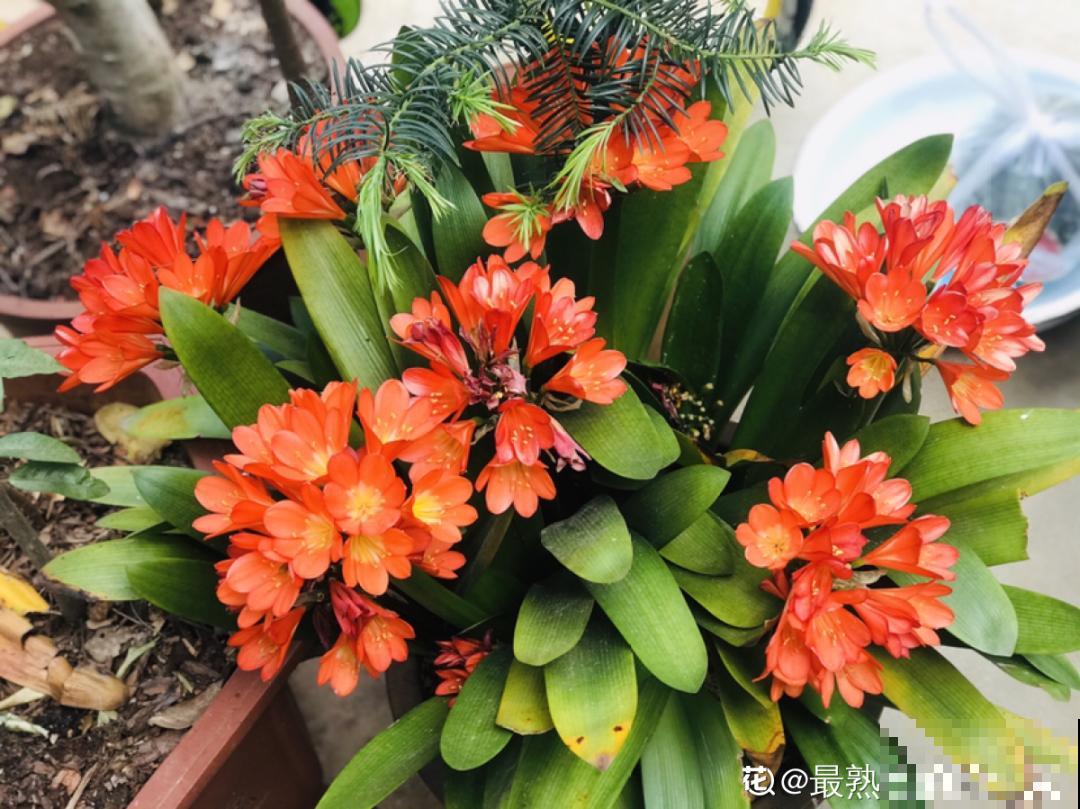 这花3年没浇水，却疯长得把盆撑爆，懒人福利啊！