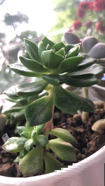 多肉化水,剪一刀消消毒,伤口重新长出小嫩芽 多肉化水,剪一刀消消毒,伤口重新长出小嫩芽