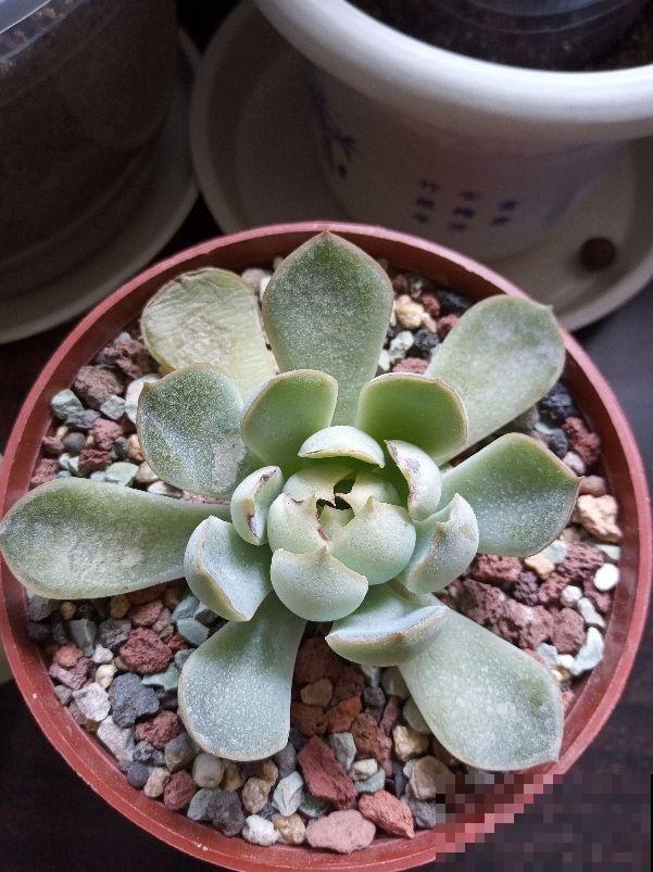 多肉化水,剪一刀消消毒,伤口重新长出小嫩芽 多肉化水,剪一刀消消毒,伤口重新长出小嫩芽