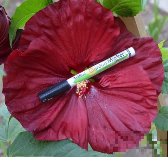 路边的芙蓉葵，一朵花比脸还大，耐旱又好养！