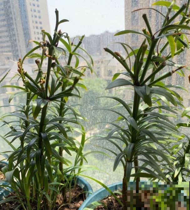 三伏天来了,这4种花赶紧断水,一浇一个死! 三伏天来了,这4种花赶紧断水,一浇一个死!