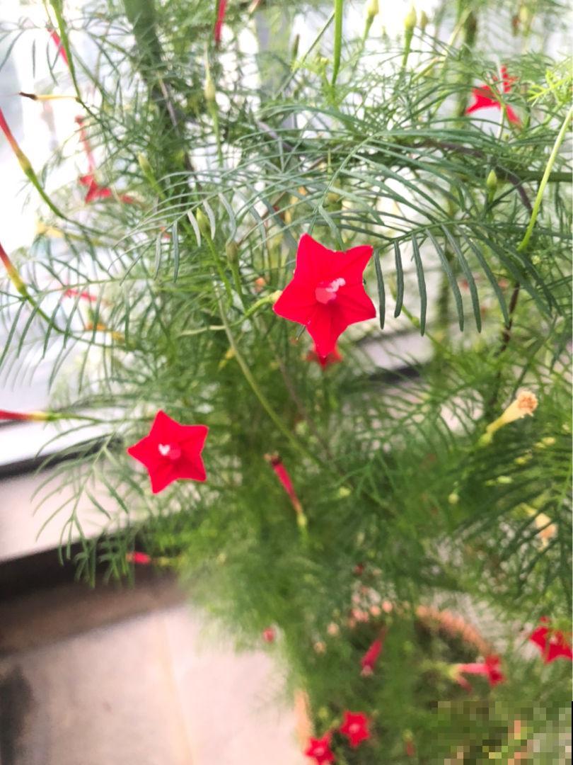 秋天适合播种，土里撒把种子，发芽超快