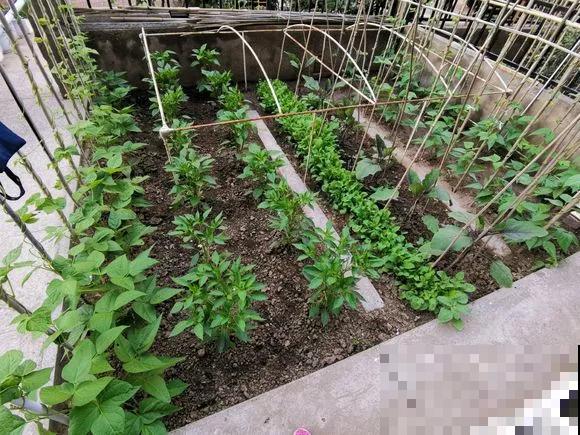 阳台种菜,这些菜不能挨着种,不然肯定长不好! 阳台种菜,这些菜不能挨着种,不然肯定长不好!