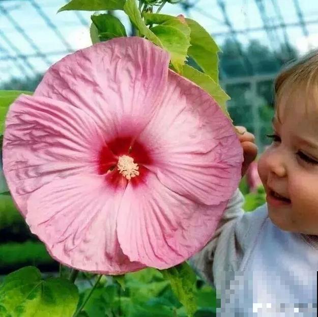 路边的芙蓉葵，一朵花比脸还大，耐旱又好养！