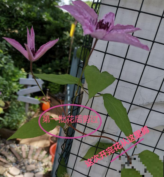 1种花现在剪,芽窜得更多,开出整面大花墙 1种花现在剪,芽窜得更多,开出整面大花墙