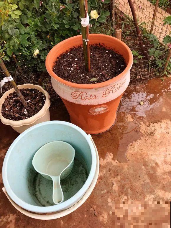 女儿辞职，回家养花，老爸说：15亩地，你负责养花，我负责蔬果！