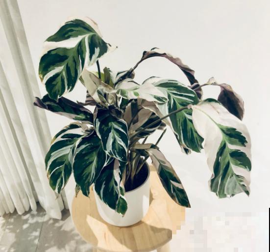 别养绿萝了,这种超级耐阴王,叶子比油画还美! 别养绿萝了,这种超级耐阴王,叶子比油画还美!