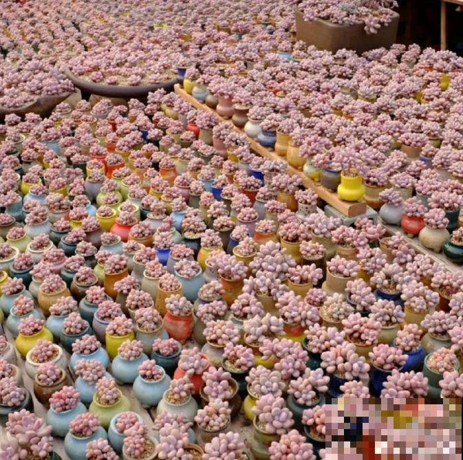 养了5年多肉,从小白变成大神,这些经验送你了! 养了5年多肉,从小白变成大神,这些经验送你了!