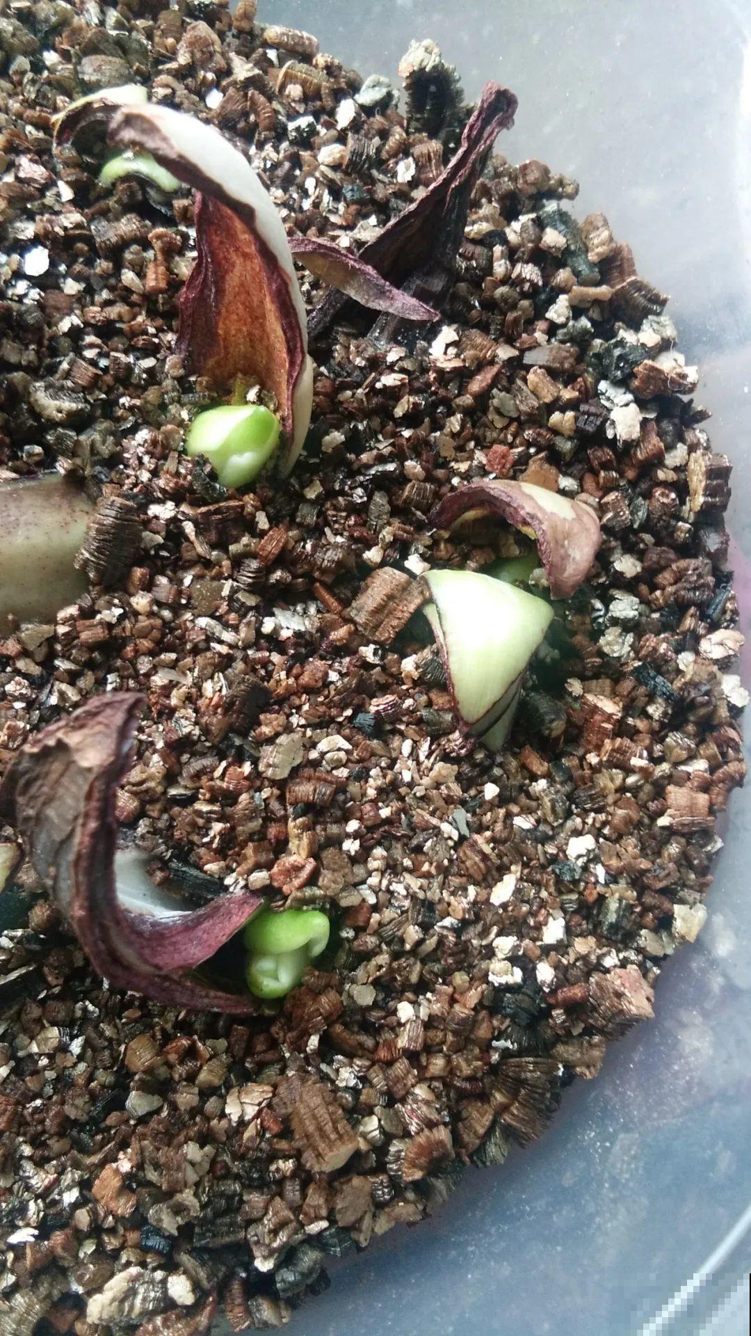 养花要狠得下心,枝条剁八段,呼呼长成新盆栽 养花要狠得下心,枝条剁八段,呼呼长成新盆栽