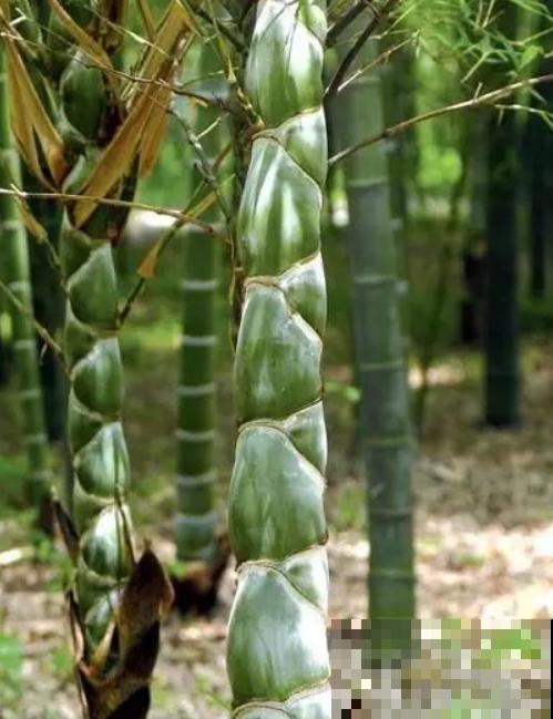 4种小竹子，摆家里上档次，今年特别流行！