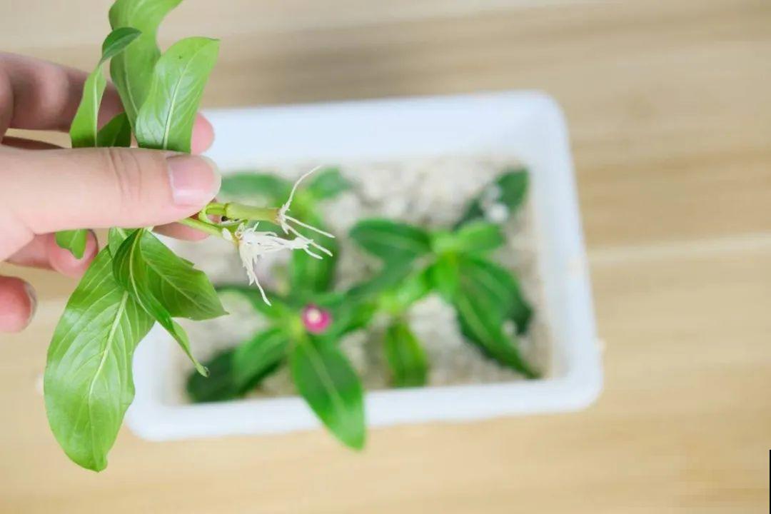 10种花,不怕风吹雨淋,不怕暴晒干旱,四季爆开花,堪称花坚强! 10种花,不怕风吹雨淋,不怕暴晒干旱,四季爆开花,堪称花坚强!